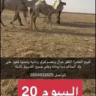 العشرا الكفو رمانيه