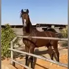 حصان شعبي فحل  مربط