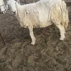 حريه طيبه ظهر طيب