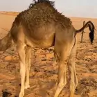 قعدان للبيع
