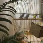 طيور بادجي للبيع مع اغراضهم