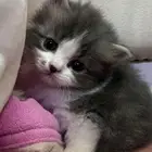 قطط شيرازي