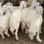 بهم حري نظيف