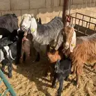 معزا متاويم