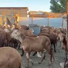 خرفان سواكن مرابي