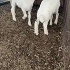 طليان. طيبه