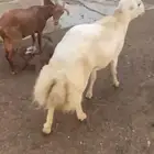 فحل للبيع