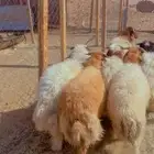 خرفان نعيم فل شحم ظهر وطرف اسعار متناوله الجميع