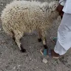 هرفي نعيمي لباني