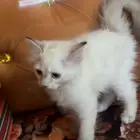 قطط لبيع