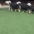 شياه نجد صنف