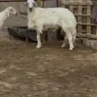 فحل ضان اصفر كفو مشروط ( تم البيع )