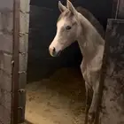 مهره واهو