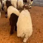 ذبايح مناسبات نعيمي بلدي ( الرياض مخرج 36 )