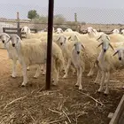 رخال حريه للبيع