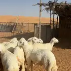 تم البيع
