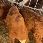 غنم سواكني تربه