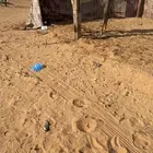 بكره حقه طيبه جداا