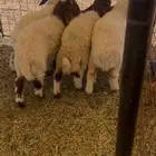 بهم نعيم