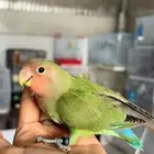 روز