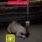 ملحمة ذبائح الحجاز-مخطط البدراني-بجوار صيدلية المجتمع