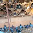 حمام بلدي