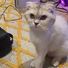 قطط للتبني
