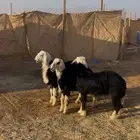 طليان نجد ( تم البيع تم البيع )