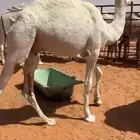 قعود قصب مفرود