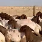 للبيع جذعات مضاريع نعيم