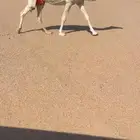 ضريبة ومنتج ومشروطه ناقة منتجه