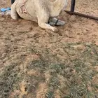 المعشر الكفوو