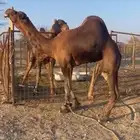 جمل احمر مشروط