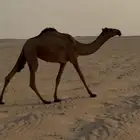 صفرا حقه