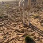 قعود