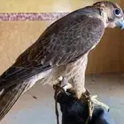 شيهانه طيبه