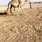 بكره