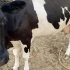 بيع بقره المانيه  الموقع رنيه