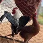 دجاج للبيع