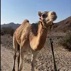 قعود السن لقي