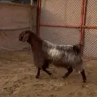 فحل معزا مصري كفو ( تم البيع )
