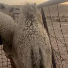 قعود