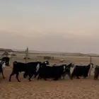 معزاء عوارض مراح بفحلها جذع