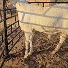 طلي ساكني ابيض