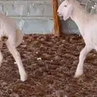 مطلوب فحل حري مشروط