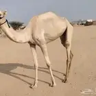 هجن