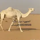 ضروبه مبيوع ولدها