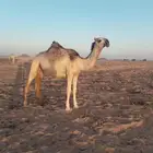 للبيع بكره حقه صهوديه