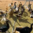 بط بكيني وشرشير