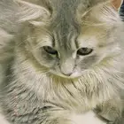 قطة شيرازي طالبه تزاوج